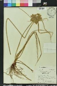 Cyperus surinamensis image