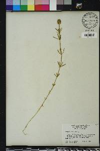 Polygala cruciata image