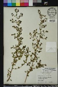 Chamaesyce hyssopifolia image