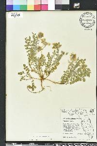 Astragalus villosus image