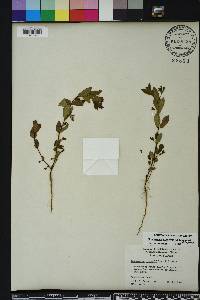 Chamaesyce hyssopifolia image