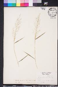 Eragrostis amabilis image