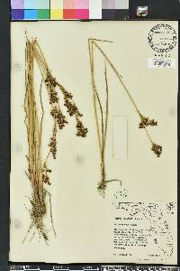 Juncus elliottii image