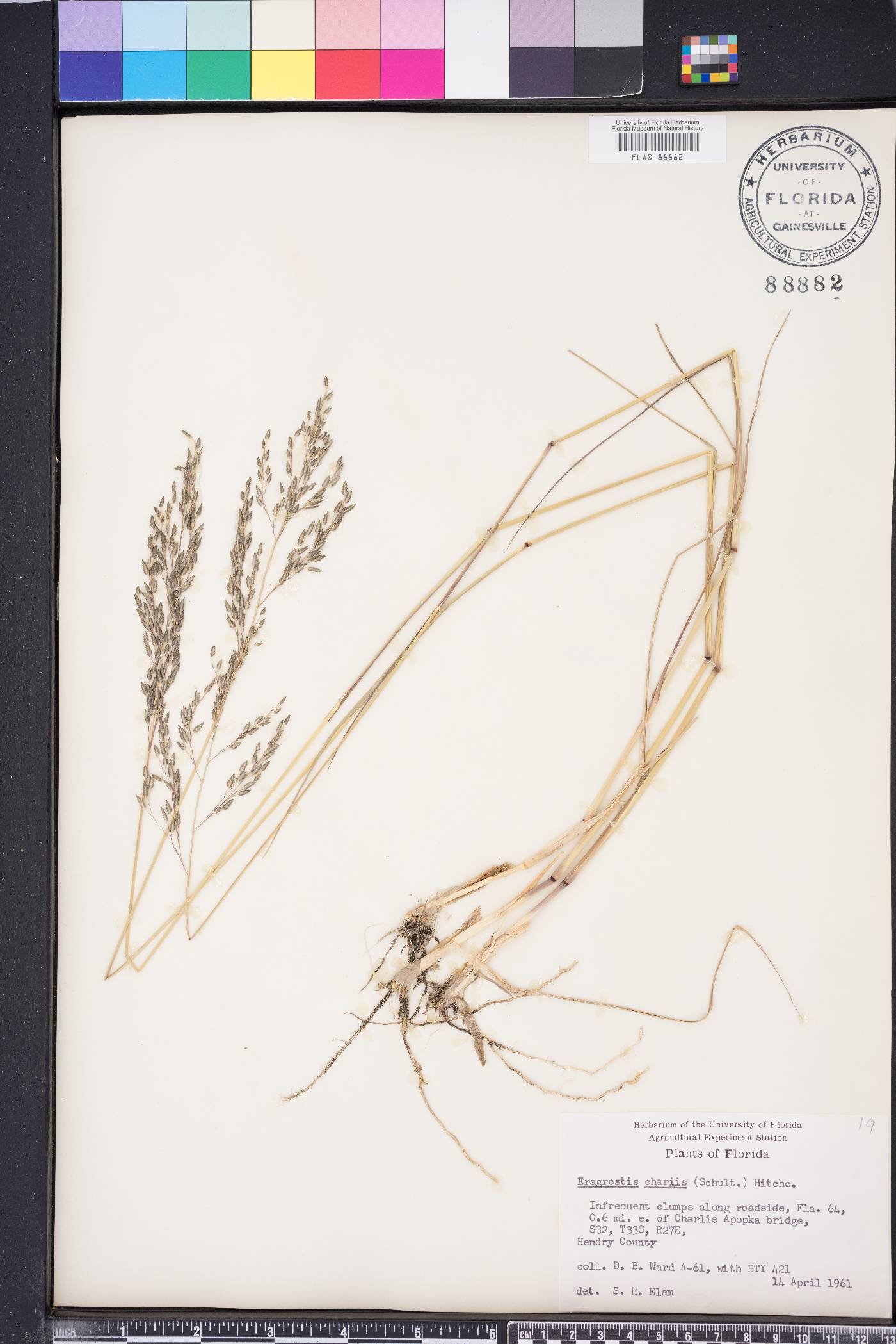 Eragrostis atrovirens image