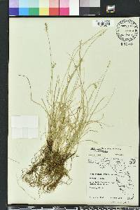 Carex retroflexa image