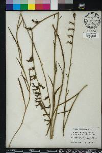 Lobelia glandulosa image