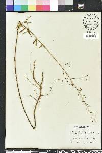 Desmodium strictum image