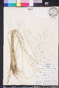 Muhlenbergia capillaris image