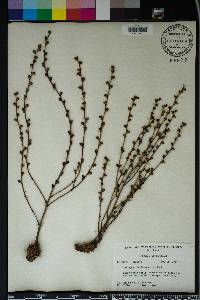 Epifagus virginiana image