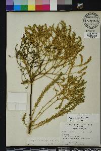 Euphorbia trichotoma image