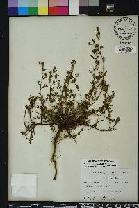 Chamaesyce hyssopifolia image