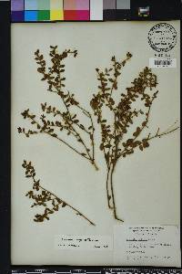 Vaccinium myrsinites image