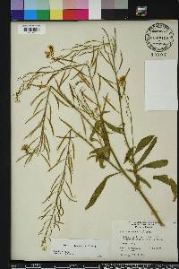 Brassica juncea image