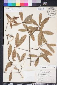 Quercus laurifolia image