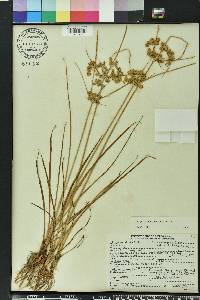 Cyperus surinamensis image