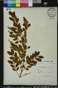 Ligustrum sinense image