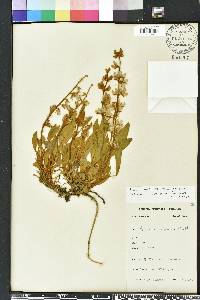 Lupinus diffusus image