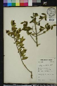 Ilex vomitoria image