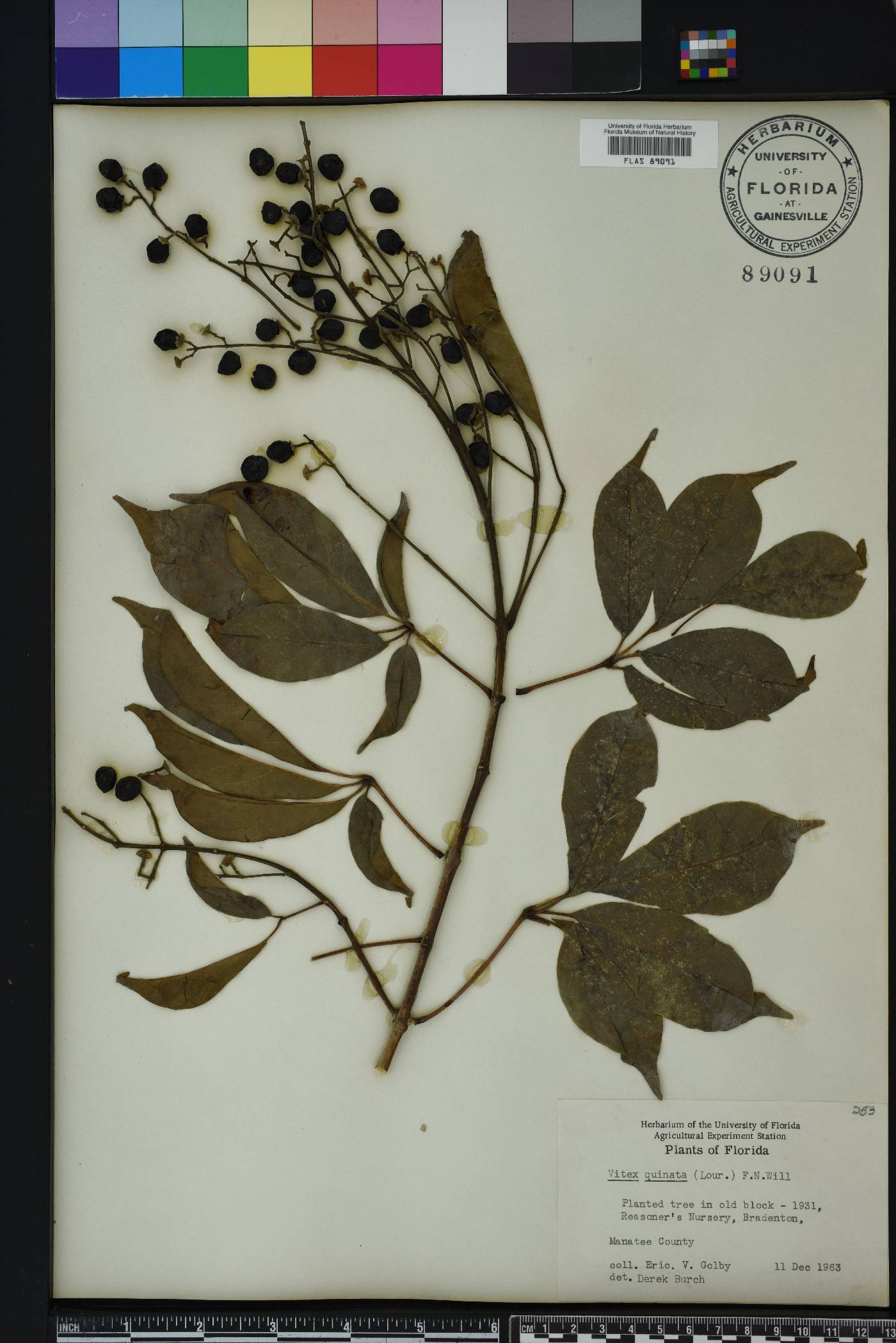 Vitex quinata image