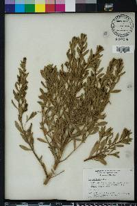 Iva imbricata image