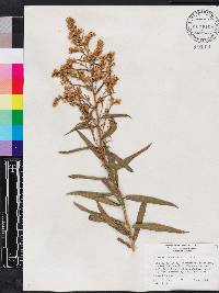 Solidago leavenworthii image