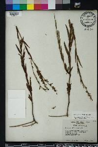 Ludwigia suffruticosa image