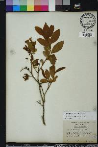 Leucothoe recurva image