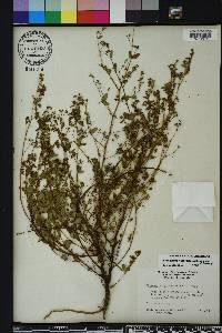 Chamaesyce hyssopifolia image