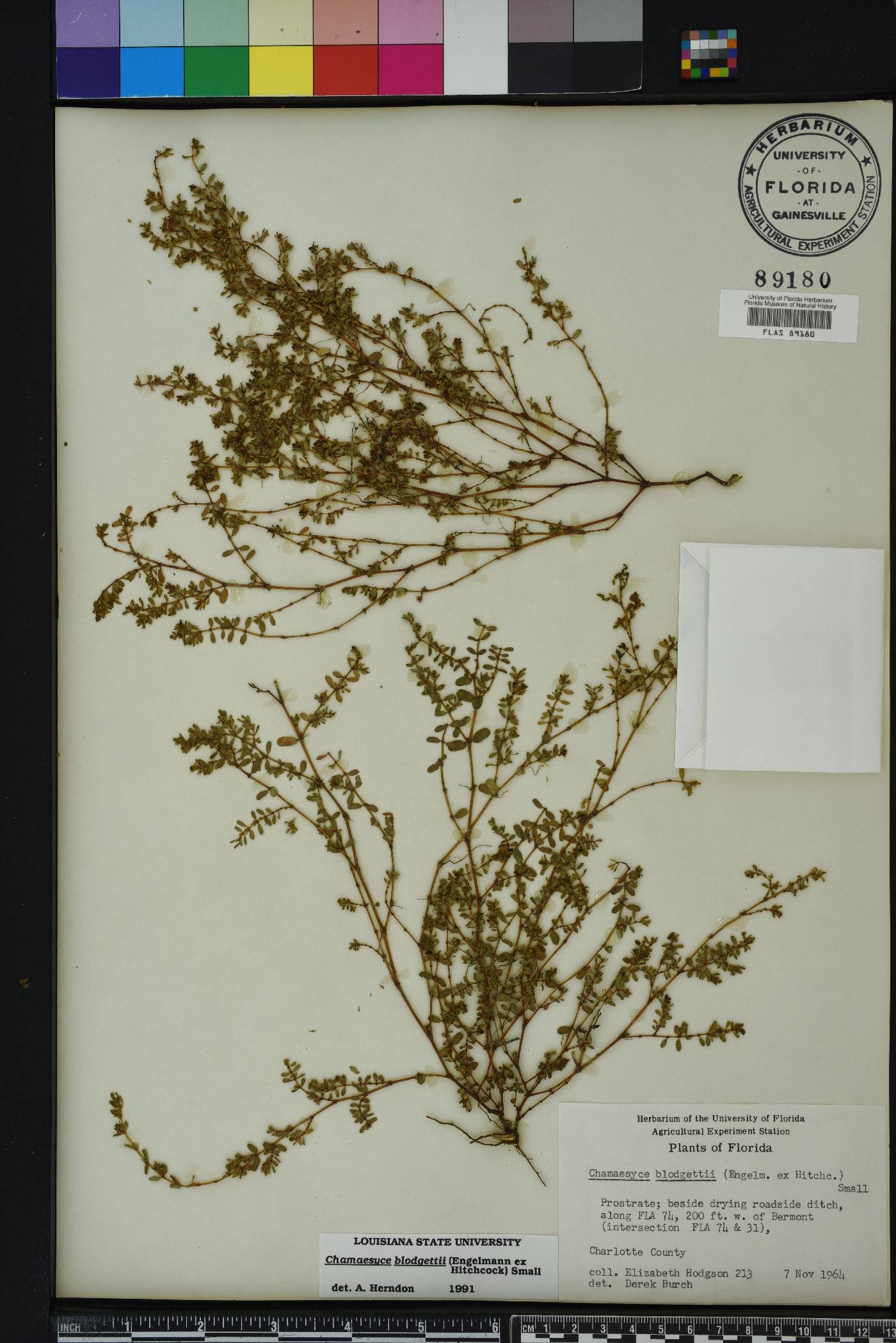 Chamaesyce blodgettii image