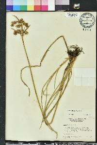 Cyperus distinctus image