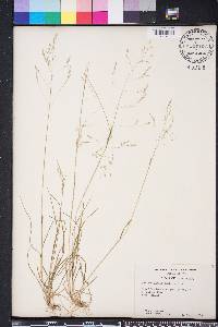 Poa autumnalis image