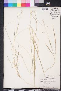 Steinchisma hians image