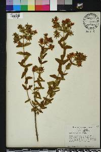 Hypericum myrtifolium image