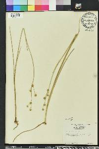 Juncus scirpoides image