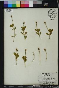 Phyla nodiflora image