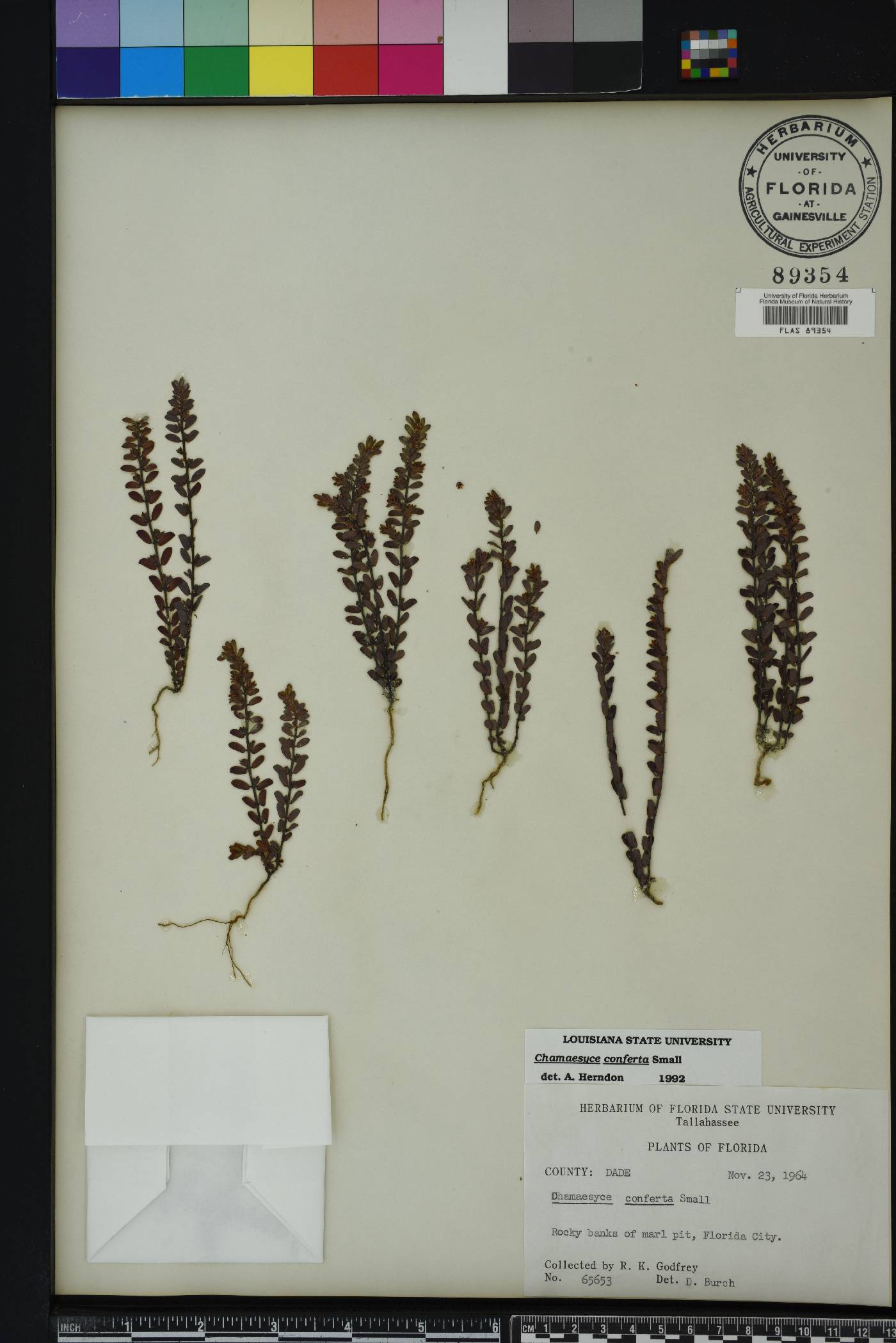Chamaesyce conferta image