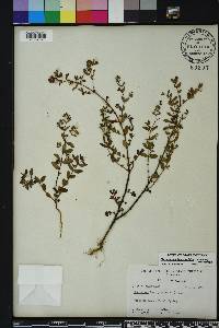 Chamaesyce hyssopifolia image