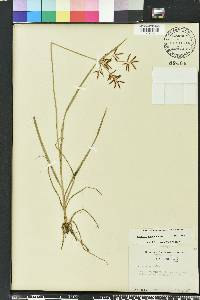 Cyperus rotundus image