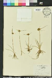 Cyperus polystachyos image