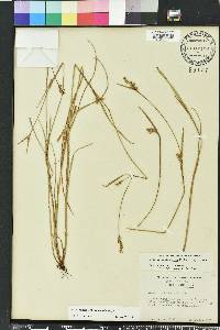 Scleria reticularis image