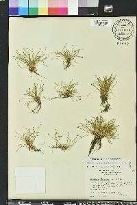 Eleocharis flavescens image