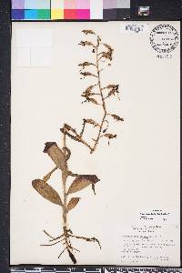 Habenaria odontopetala image