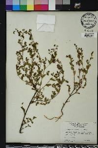 Chamaesyce hyssopifolia image