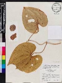 Dioscorea bulbifera image