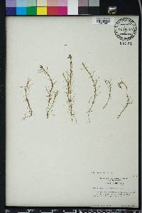 Callitriche heterophylla image