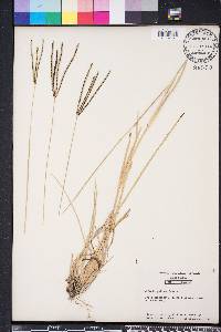 Eustachys petraea image