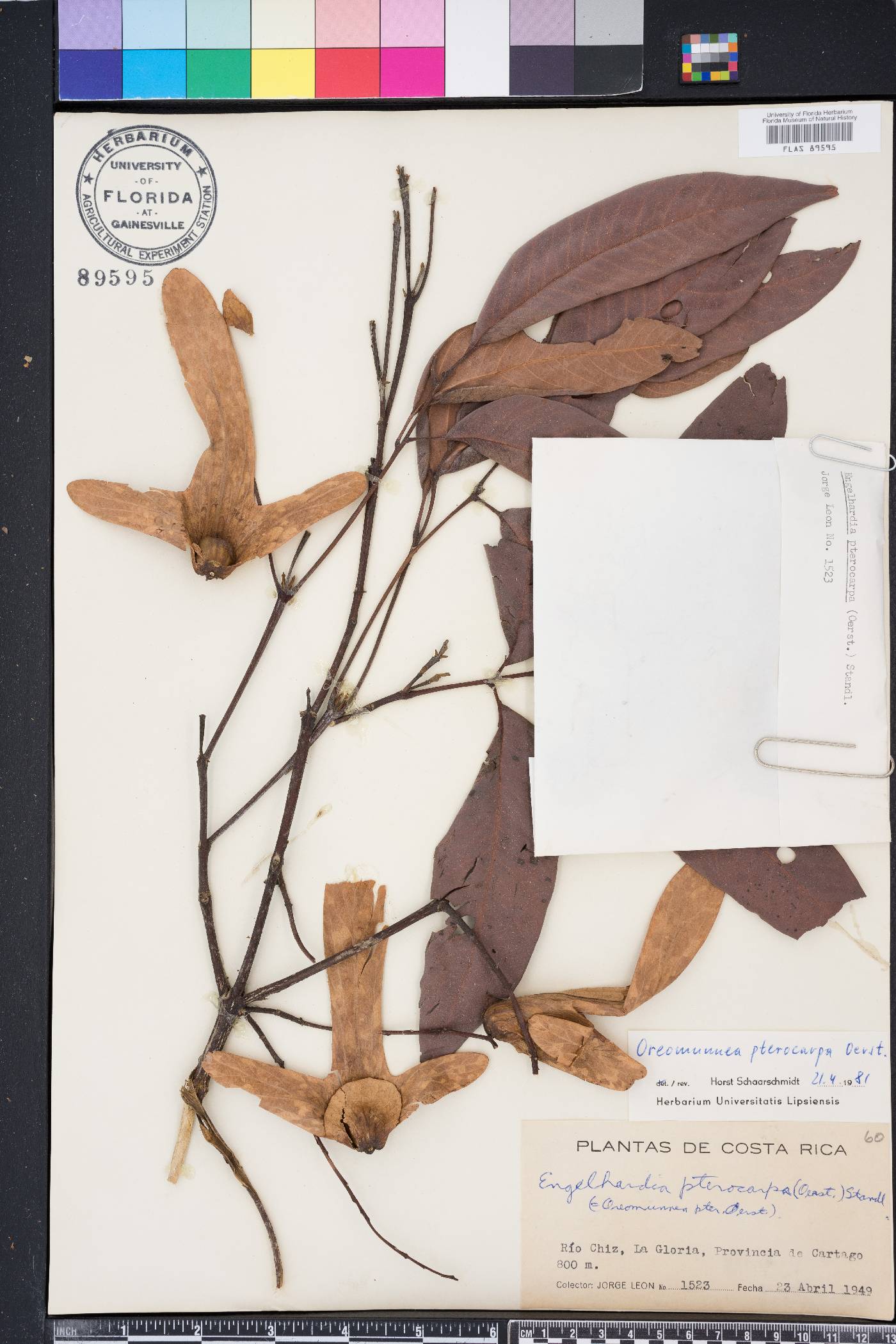 Oreomunnea image