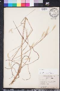 Andropogon ternarius image