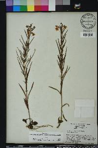 Lysimachia lanceolata image