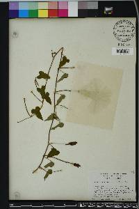 Ipomoea pandurata image